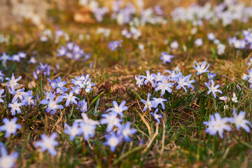 Blooming blue scilla luciliae (Chionodoxa luciliae) flowers in the grass. First spring bulbous plants. 
