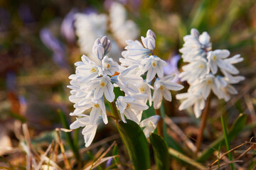 Bulbous flowering plant Libanotica Alba or Puschkinia scilloides with white and blue bell-shaped flowers. It belongs to the hyacinth subfamily, the asparagus family