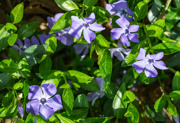 A lot of blue flowers Vinca minor (lesser periwinkle) on spring garden greenery. Small or common periwinkle grows in wild forest and in landscaped garden.