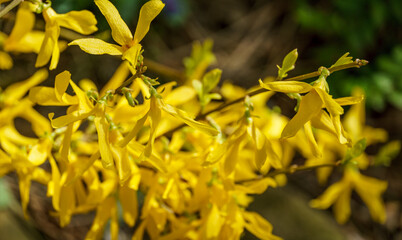 Bright yellow Forsythia glows on the spring sun against blurred yellow flowers background. Selective macro focus. Sunny theme of yellow colors of spring.