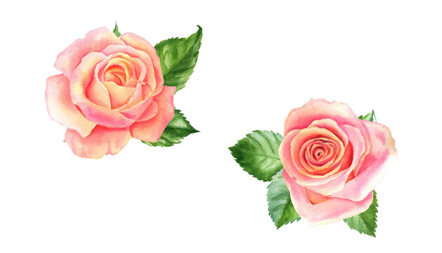 Blush watercolor roses, beautiful flowers on isolated white background, watercolor illustration, botanical painting