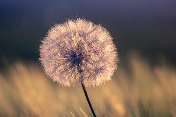 Fototapeta na wymiar dandelion on the background of the setting sun. Nature and floral botany
