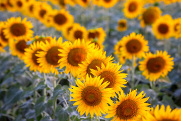 Obraz premium blooming sunflower close-up. Agronomy, agriculture and botany.