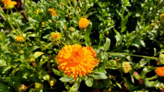 Yellow Pot marigold flowers in the garden