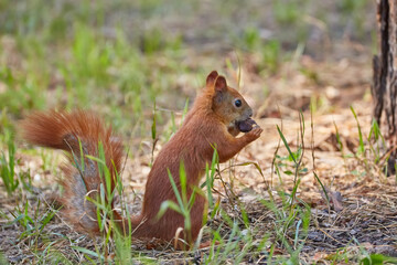Naklejka na ściany i meble A red-haired European squirrel eats a walnut