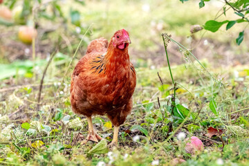 Brown chicken in the garden near the apple tree. Raising chickens