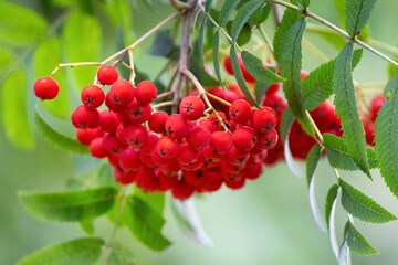 Red rowan berries on a tree close up - obrazy, fototapety, plakaty