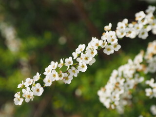 緑の中でひときわ目を引くユキヤナギ