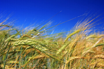 Blue sky over yellow ears of wheat
