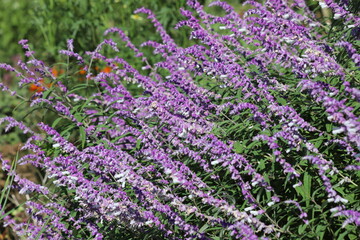 日本の秋の公園に咲くサルビアレウカンサの紫色の花