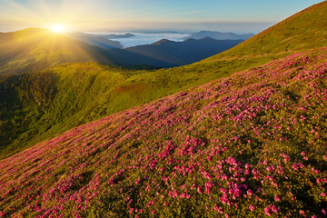 Naklejka na ściany i meble Rhododendron flowers covered mountains meadow in summer time.