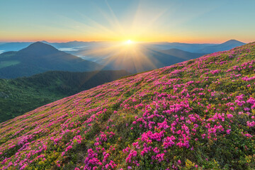 Magic pink rhododendron flowers on mountain