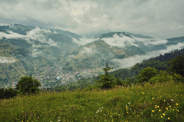 Fototapeta premium landscape in the Alps with fresh green meadows and blooming flowers and snow-capped mountain tops in the background