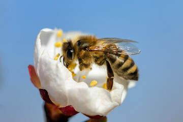 Honey bee (Apis Mellifera) on apricot flower, macro. detail of bee or honeybee in Latin Apis...