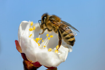 Honey bee (Apis Mellifera) on apricot flower, macro. detail of bee or honeybee in Latin Apis Mellifera, european or western honey bee sitting on the apricot flower