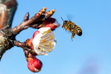 Honey bee (Apis Mellifera) on apricot flower, macro. detail of bee or honeybee in Latin Apis...
