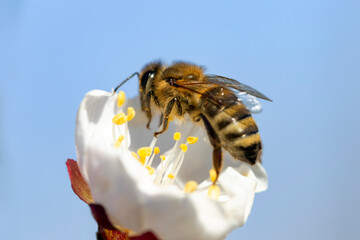 Honey bee (Apis Mellifera) on apricot flower, macro. detail of bee or honeybee in Latin Apis...