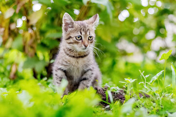 Naklejka na ściany i meble Small striped kitten sitting in the garden on the green grass
