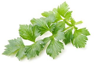 Celery leaves isolated on white background
