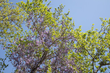 Violet Spring flowers wisteria blooming in garden