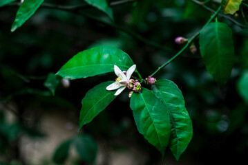 An orange blossom flower with green leaves on a branch, close up
