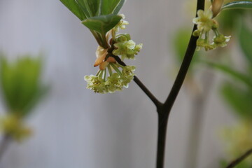クロモジの花