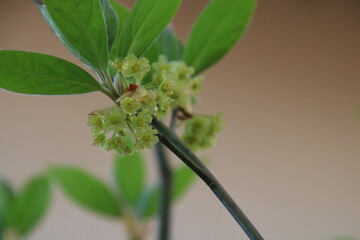 クロモジの花