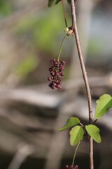 アケビの花