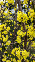 Forsythia branches with yellow flowers close-up.
