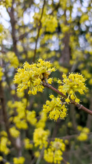 Forsythia branches with yellow flowers close-up.