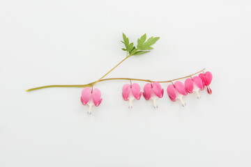 Dicentra Flowers.  Red Flowers. 