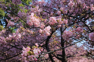 Cherry Blossoms at Rinshi-no-mori Park, Tokyo, Japan