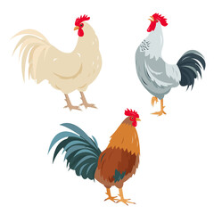 Set of Rooster birds in different poses and colors isolated on white background. Bright roosters poultry icons. Vector flat or cartoon illustration.