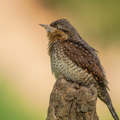 Eurasian Wryneck bird. a male on a branch with green background close up view