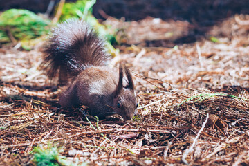 Wild nature. Cute red squirrel with long pointed ears in autumn scene . Wildlife in the forest. Squirrel sitting on the ground. Sciurus vulgaris.
