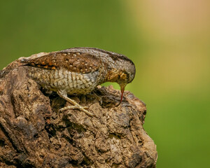 Eurasian Wryneck bird male on a branch green background grabbing insects with its long tongue 