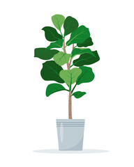 Fiddle leaf fig houseplant in flower pot. Decorative indoor house plant isolated on white background. Flat or cartoon vector illustration for cozy home or office interior.