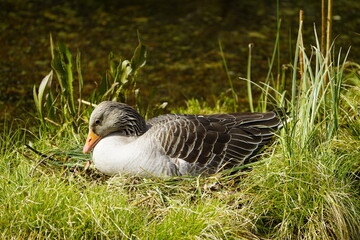 Greylag Goose breeding (Anser anser) Anatidae family. Hanover, Berggarten, Germany