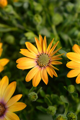 African daisy