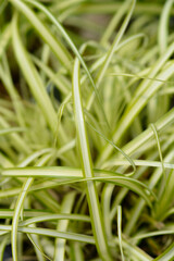 Striped Weeping Sedge Evergold