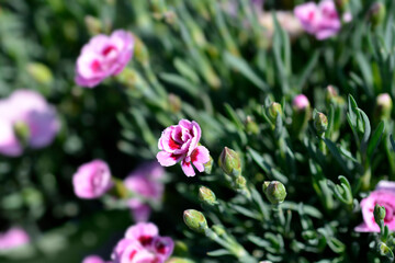 Carnation Pink Kisses