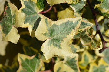 English Ivy Tricolour