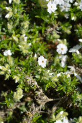 Creeping Phlox White Delight