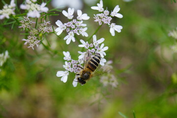 Naklejka na ściany i meble bee on a flower