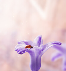 Ladybug on purple hyacinth flower in sunlight in macro