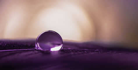 Transparent drop of water on a feather in purple in macro.