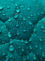 Water drops on a leaf in blue.