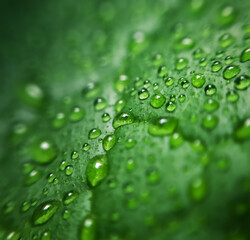 Raindrops on a leaf in macro.