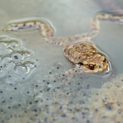 Pływająca żaba ze skrzekiem - obrazy, fototapety, plakaty