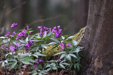 Fioletowe kwiaty leśne na wiosnę